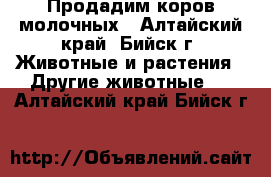 Продадим коров молочных - Алтайский край, Бийск г. Животные и растения » Другие животные   . Алтайский край,Бийск г.